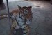 180px-Panthera_tigris_sumatran_subspecies_3