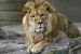 800px-Lion_zoo_antwerp_1280