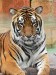 200px-Panthera_tigris7